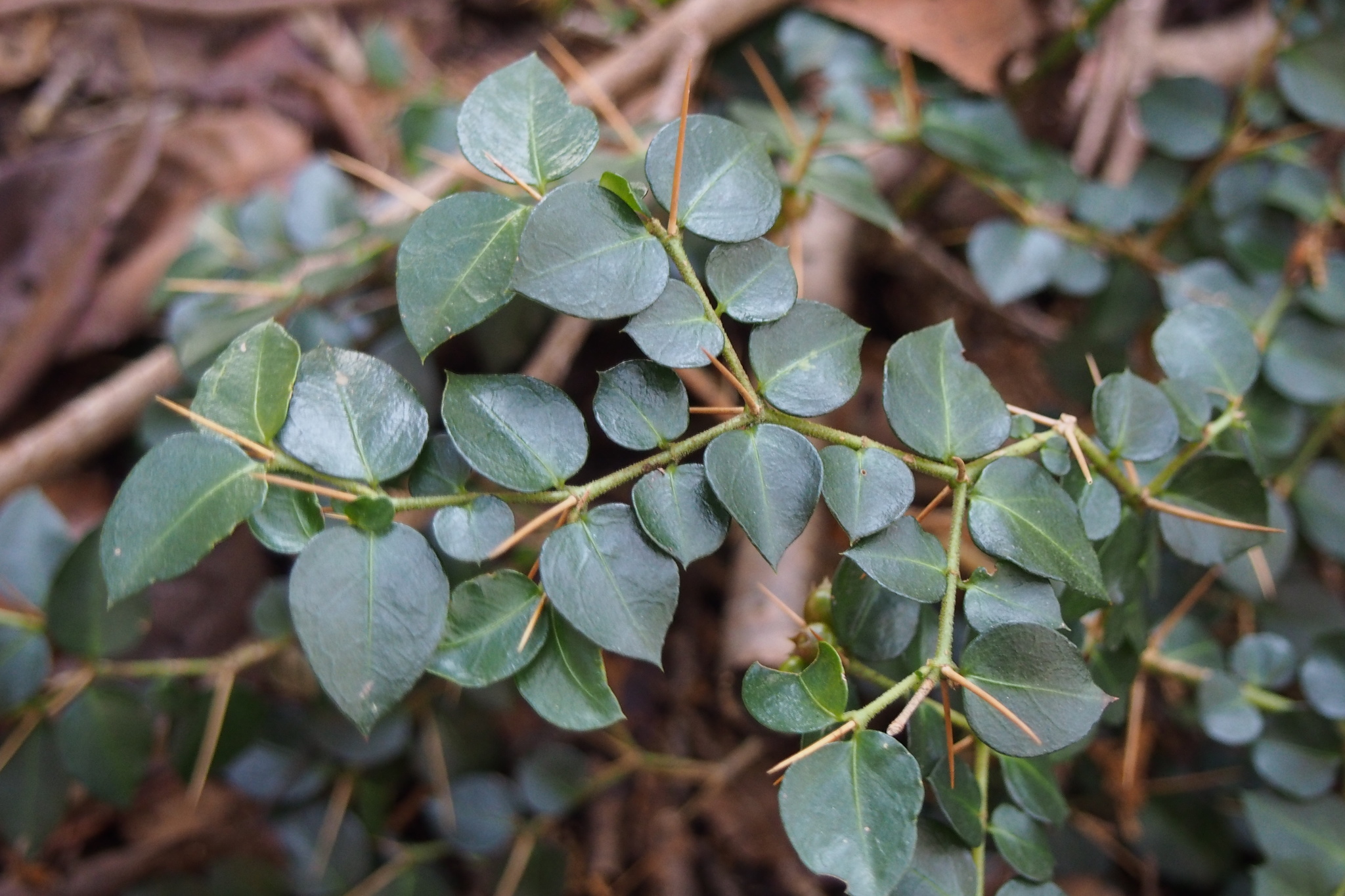 Damnacanthus