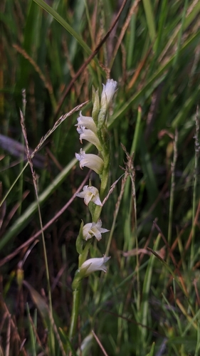Image of Spiranthes perexilis by (c) My-Lan Le, some rights reserved (CC BY)