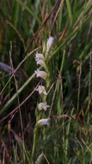 Spiranthes perexilis