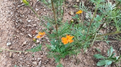 Cosmos sulphureus