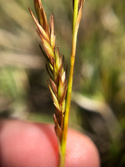 Carex chrysolepis