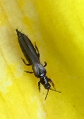 Odontothrips