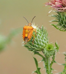 Carpocoris mediterraneus