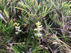 Platanthera brevicalcarata