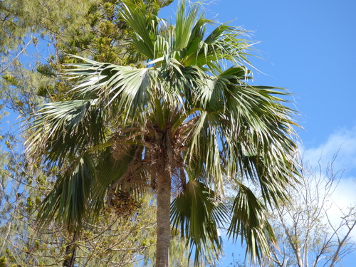 Pritchardia hillebrandii