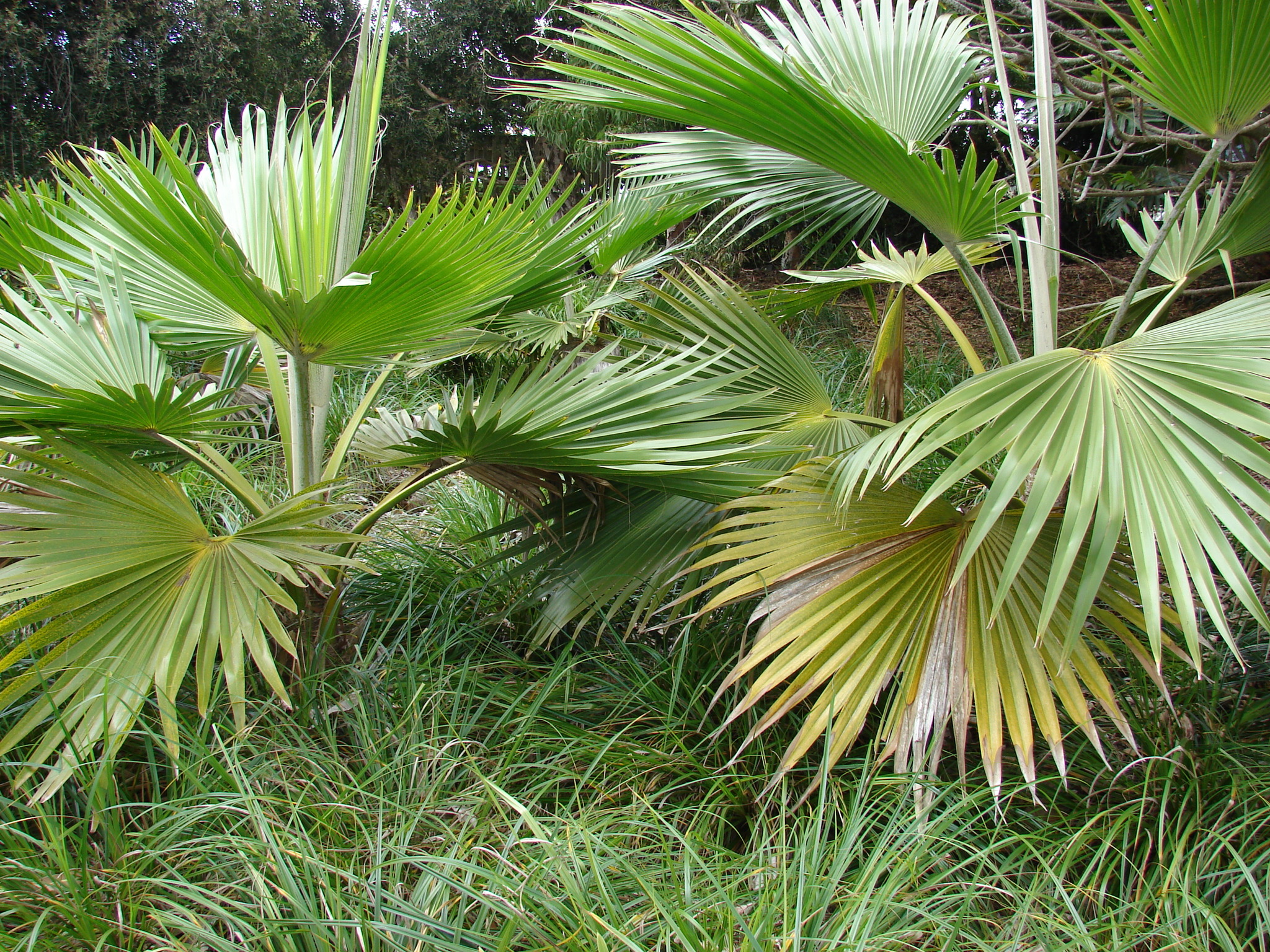 Pritchardia hillebrandii