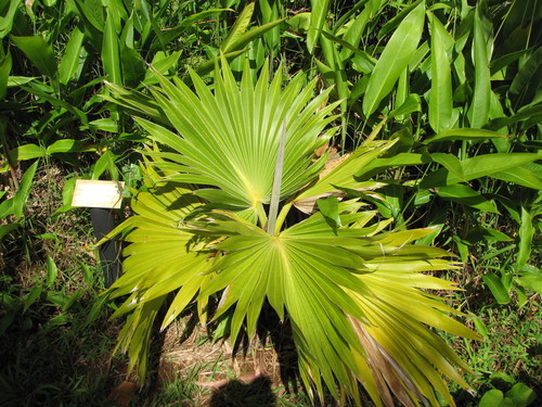 Pritchardia hillebrandii