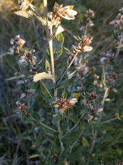 Vernonanthura chamaedrys