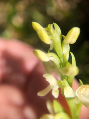 Platanthera brevicalcarata