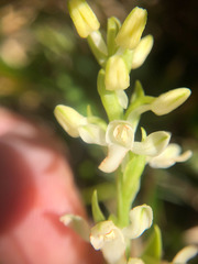 Platanthera brevicalcarata