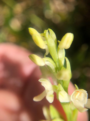 Platanthera brevicalcarata