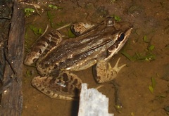 Leptodactylus insularum