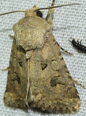 Anarta sodae