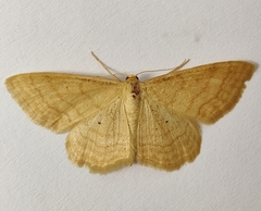 Idaea rufaria