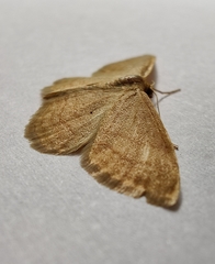 Idaea rufaria
