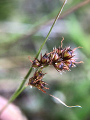 Luzula taiwaniana