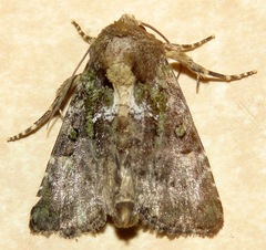 Oligia chlorostigma