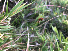 Luzula taiwaniana
