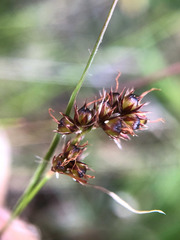 Luzula taiwaniana