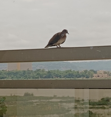 Streptopelia senegalensis