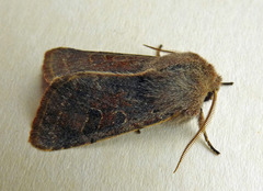 Orthosia populeti