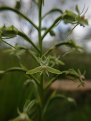 Habenaria humilior