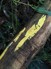 Trichoderma victoriense