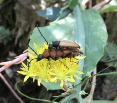 Stictoleptura rubra