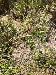 Luzula taiwaniana