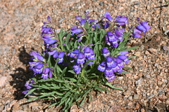 Penstemon hallii