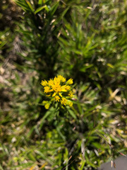 Solidago