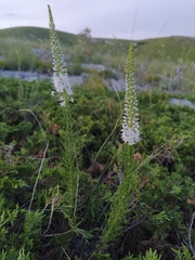 Veronica pinnata