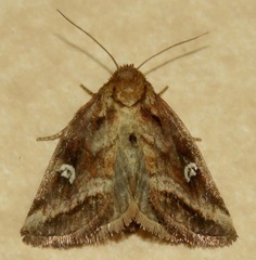Photedes includens