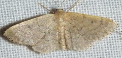 Idaea obsoletaria