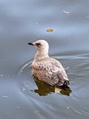 Larus delawarensis