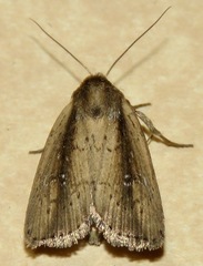 Photedes enervata