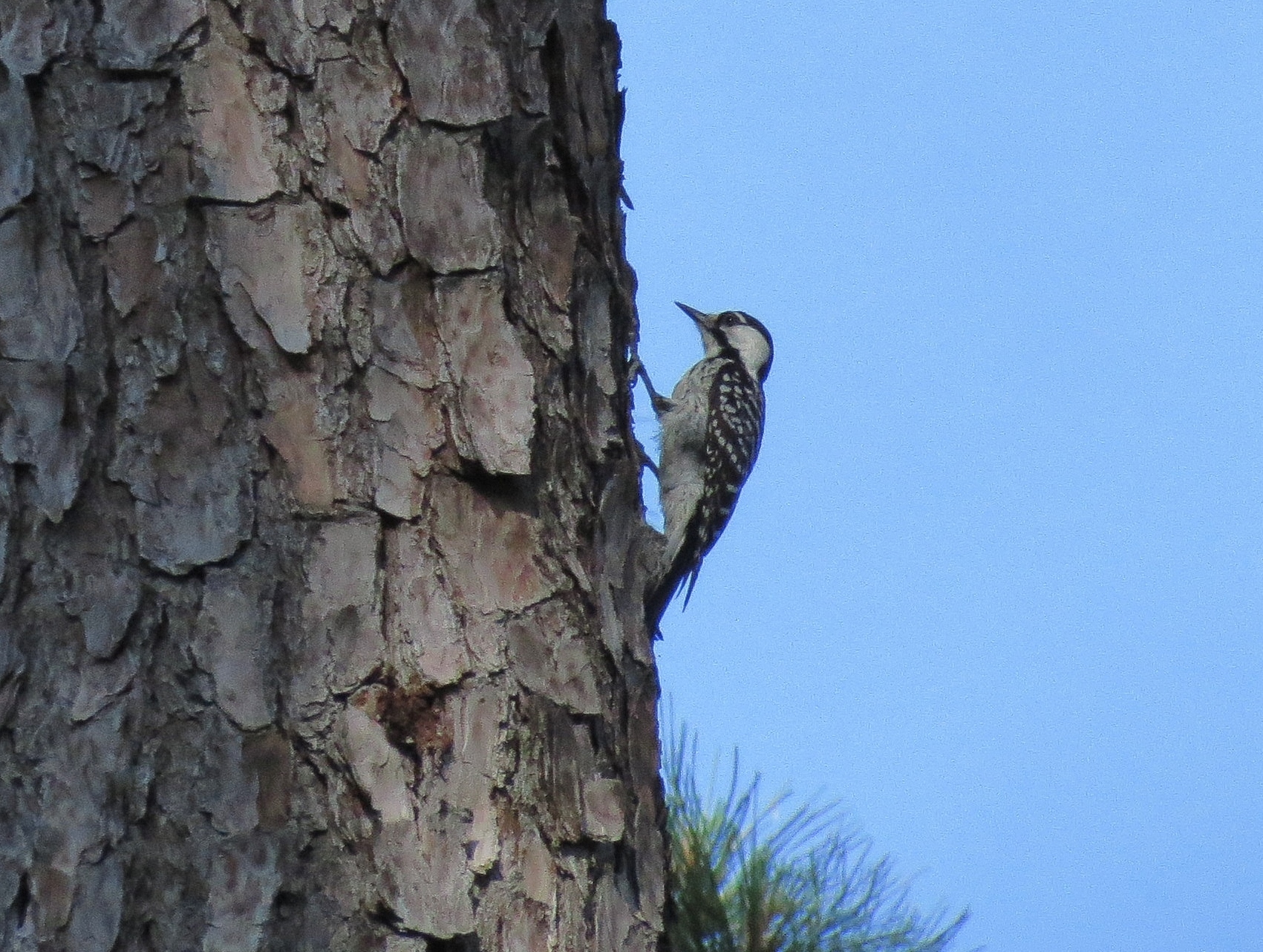 Red-cockaded Woodpecker (Leuconotopicus borealis)