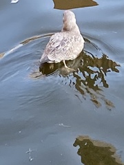 Larus delawarensis