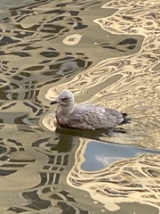 Larus delawarensis