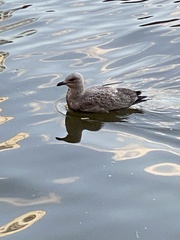 Larus delawarensis