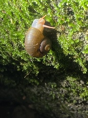 Neocyclotidae