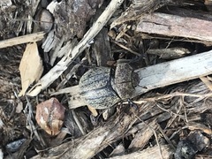 Phyllophaga lanceolata