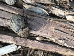 Phyllophaga lanceolata