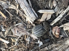 Phyllophaga lanceolata