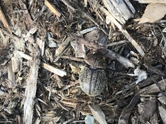 Phyllophaga lanceolata