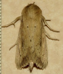 Globia subflava