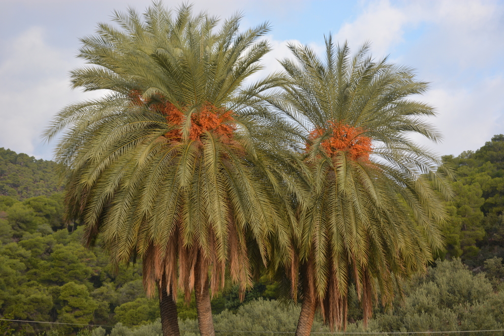 Theophrastus' Date Palm
