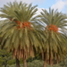 Theophrastus' Date Palm - Photo (c) Ashley Basil, some rights reserved (CC BY)