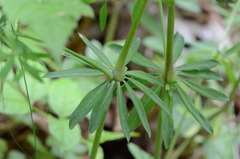 Galium sylvaticum