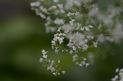 Galium sylvaticum